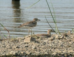 Burhinus vermiculatus