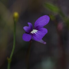Utricularia violacea