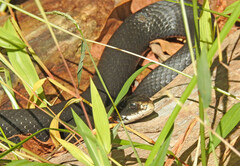 Coluber constrictor constrictor