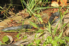 Coluber constrictor constrictor