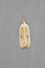 Agonopterix canadensis