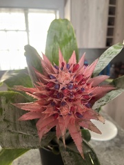 Aechmea fasciata