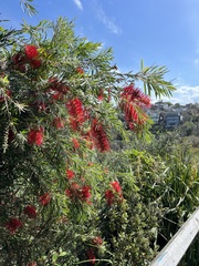 Melaleuca viminalis