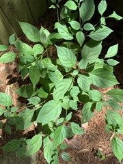 Cornus alternifolia