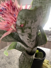 Aechmea fasciata