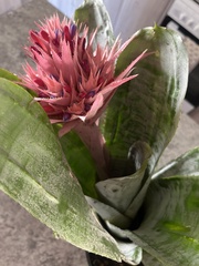 Aechmea fasciata