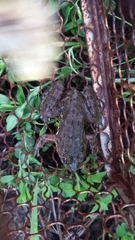 Hoplobatrachus chinensis