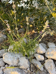 Salvia farinacea
