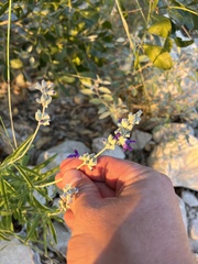 Salvia farinacea