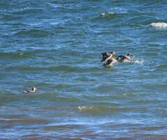 Anas crecca carolinensis