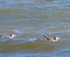 Anas crecca carolinensis