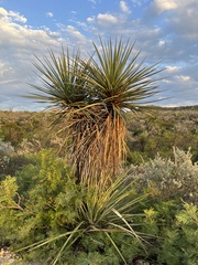 Yucca torreyi