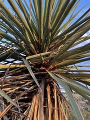 Yucca torreyi