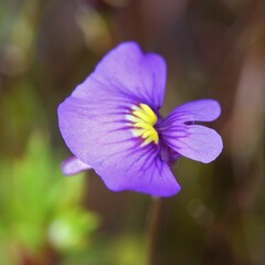 Utricularia inaequalis