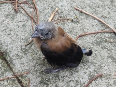 Dendrocitta formosae formosae