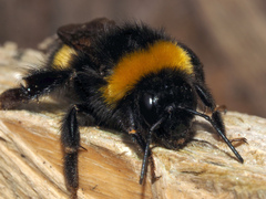 Bombus