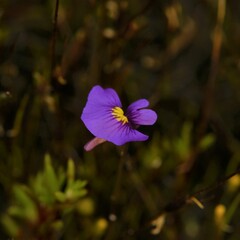 Utricularia inaequalis
