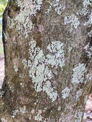 Physcia americana