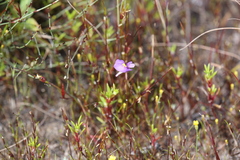 Utricularia inaequalis