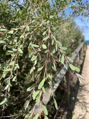 Leptospermum laevigatum