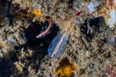 Clavelina huntsmani