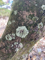 Physcia americana