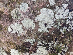 Physcia americana