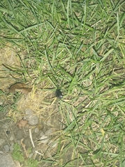 Insecta