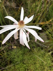Knowltonia tenuifolia