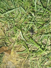 Insecta