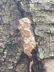 Fomitiporia punctata