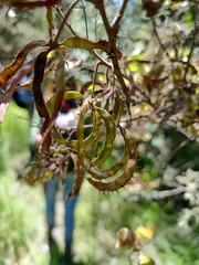 Mimosa aculeaticarpa