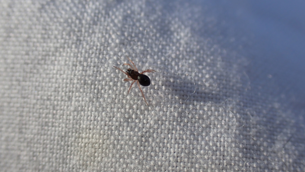 Parapelecopsis nemoralis