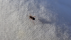 Parapelecopsis nemoralis