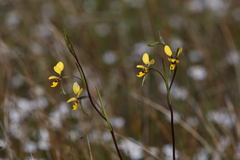 Diuris laxiflora