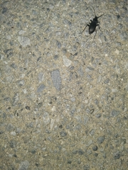 Insecta