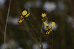 Diuris laxiflora