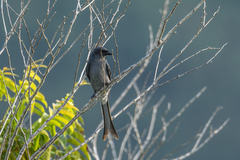 Dicrurus leucophaeus mouhoti