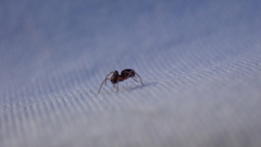 Parapelecopsis nemoralis