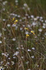 Diuris laxiflora