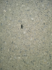 Insecta