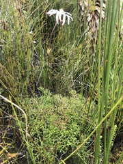 Knowltonia tenuifolia