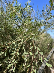 Leptospermum laevigatum