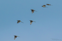 Pericrocotus divaricatus