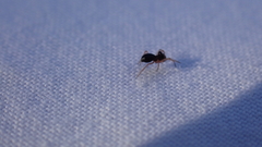 Parapelecopsis nemoralis