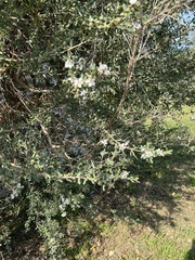 Leptospermum laevigatum
