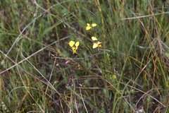 Diuris laxiflora