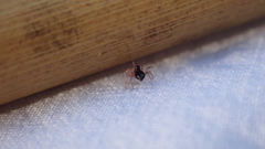 Parapelecopsis nemoralis