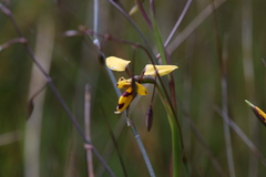 Diuris laxiflora