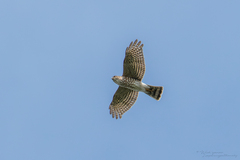 Accipiter gularis
